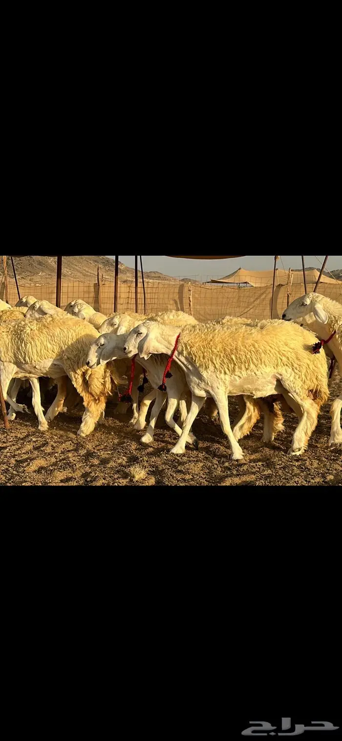رخال حرية صنف ( تم البيع ) 13