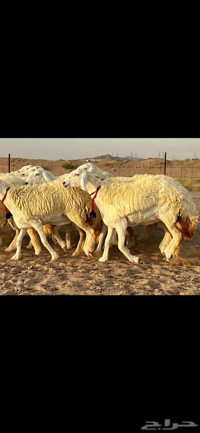رخال حرية صنف ( تم البيع ) 9