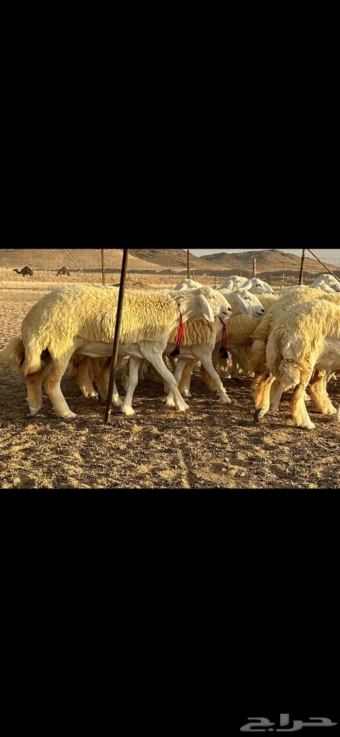 رخال حرية صنف ( تم البيع ) 10