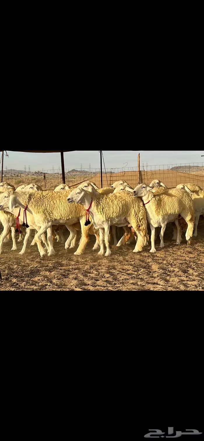 رخال حرية صنف ( تم البيع ) 12