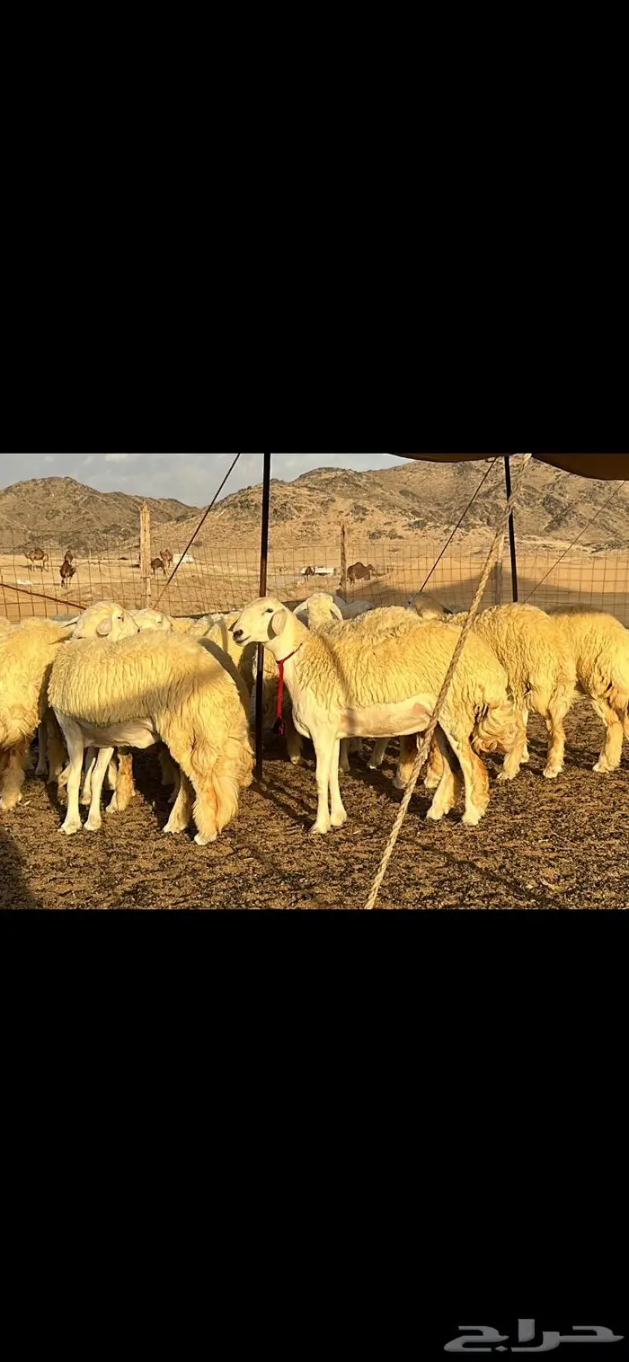 رخال حرية صنف ( تم البيع ) 14