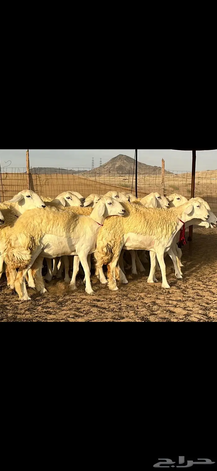 رخال حرية صنف ( تم البيع ) 17