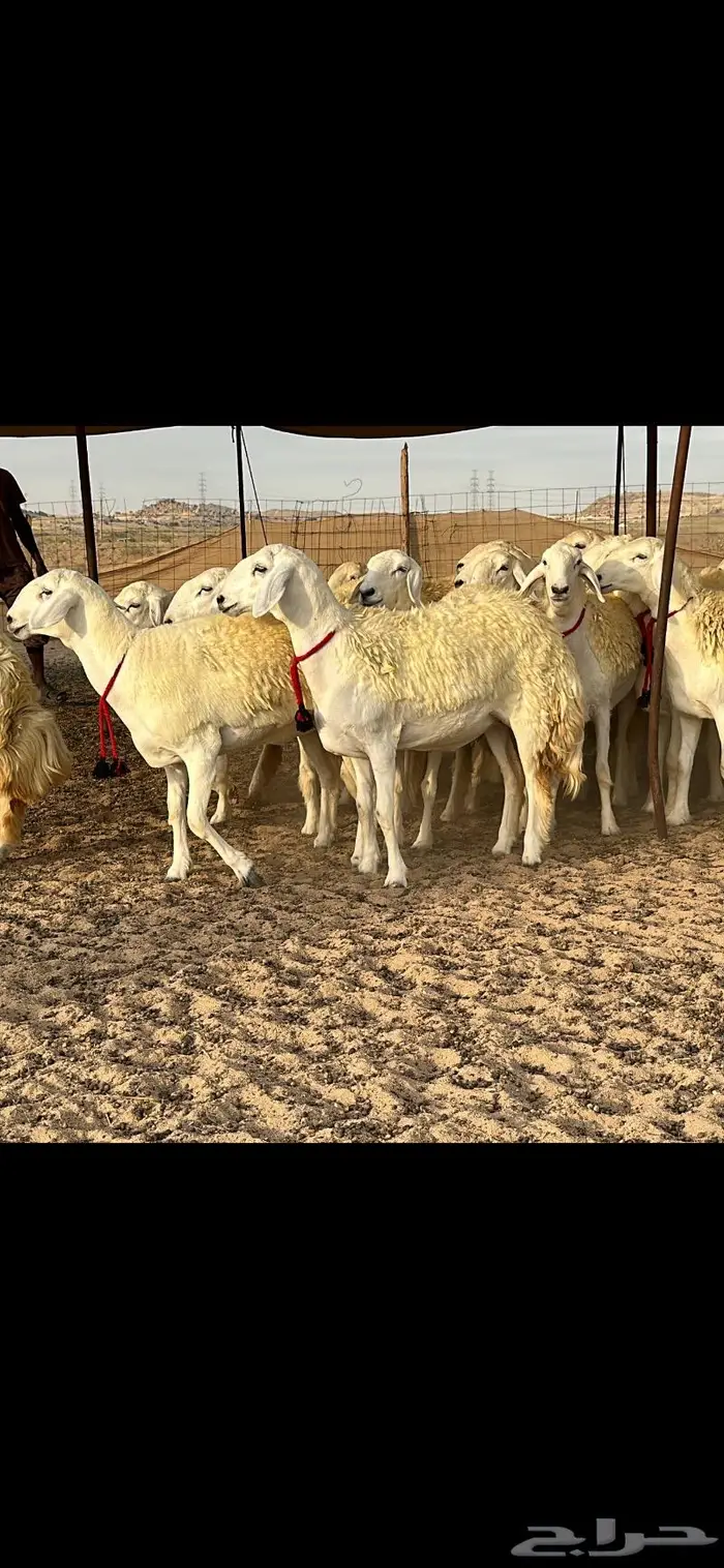رخال حرية صنف ( تم البيع ) 19