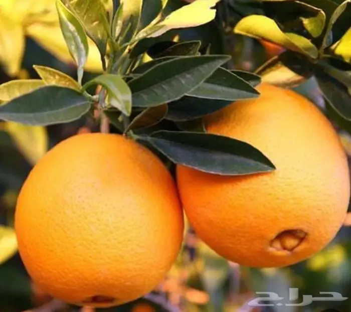 شتلات برتقال ابوصرة 15ريال 0
