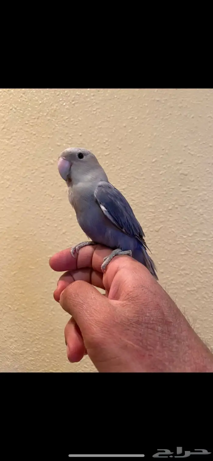 ببغاء الروز اليفه 3