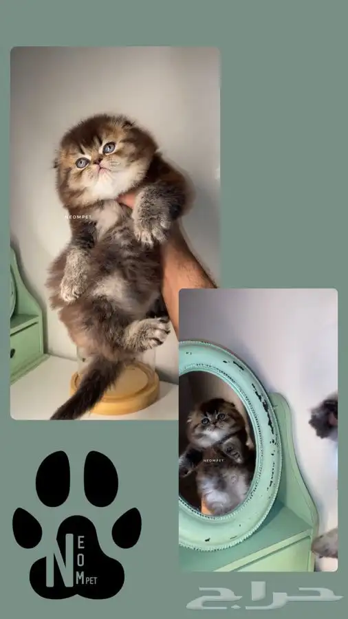 7 كيتن قطط للبيع قطط الرياض قطط الخرج سكوتش هملايا شيرازي 4