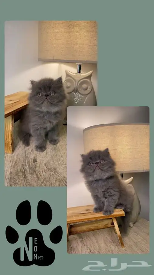 7 كيتن قطط للبيع قطط الرياض قطط الخرج سكوتش هملايا شيرازي 5