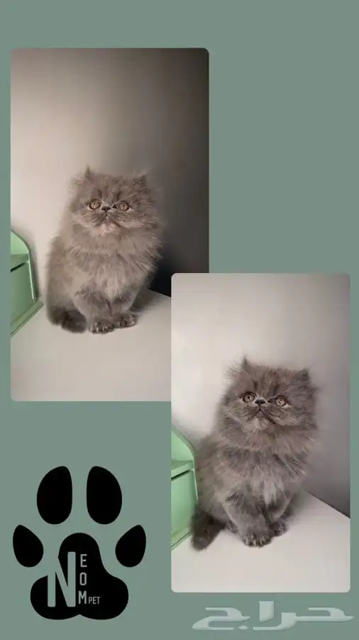 7 كيتن قطط للبيع قطط الرياض قطط الخرج سكوتش هملايا شيرازي 2