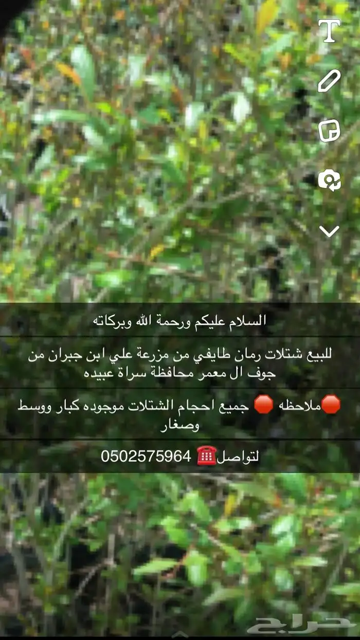 شتلات رمان جوف ال معمر 3
