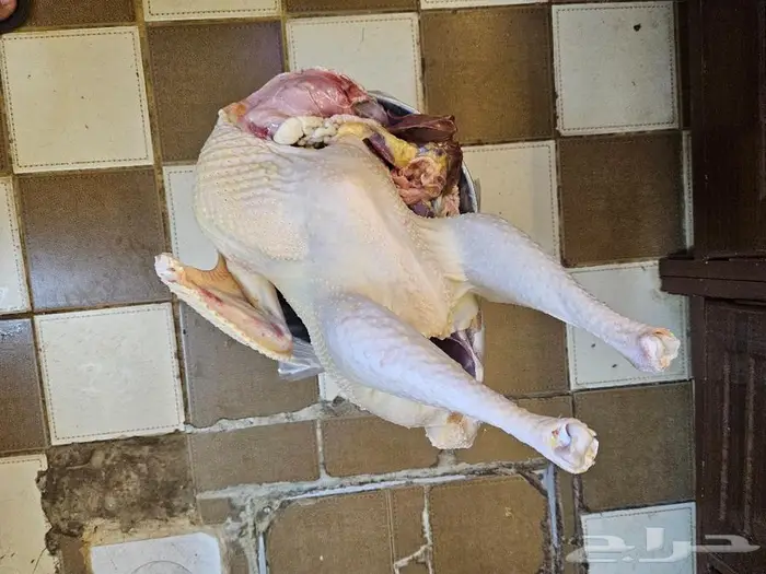 ديك رومي ذبح طازج 0