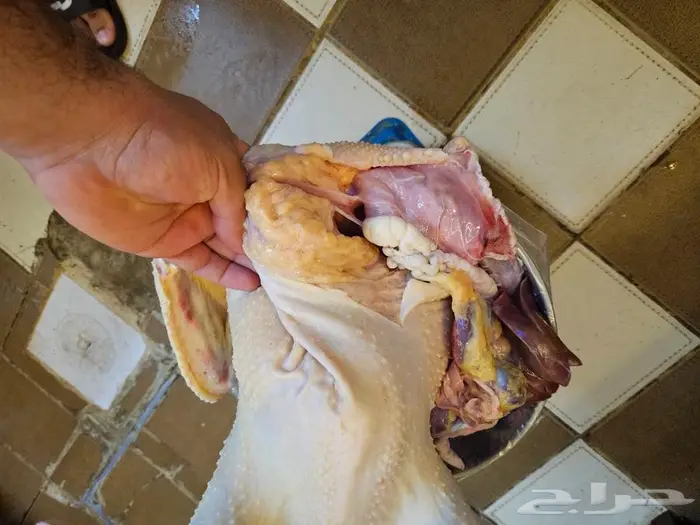 ديك رومي ذبح طازج 4