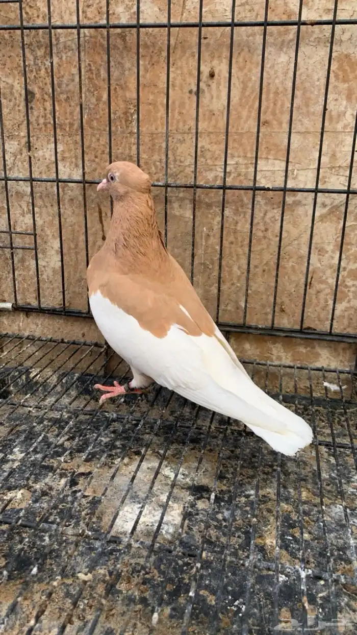 حمام ايراني 6