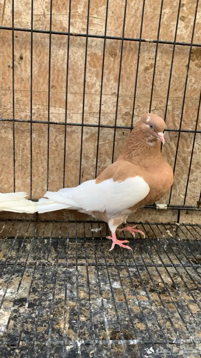 حمام ايراني 3
