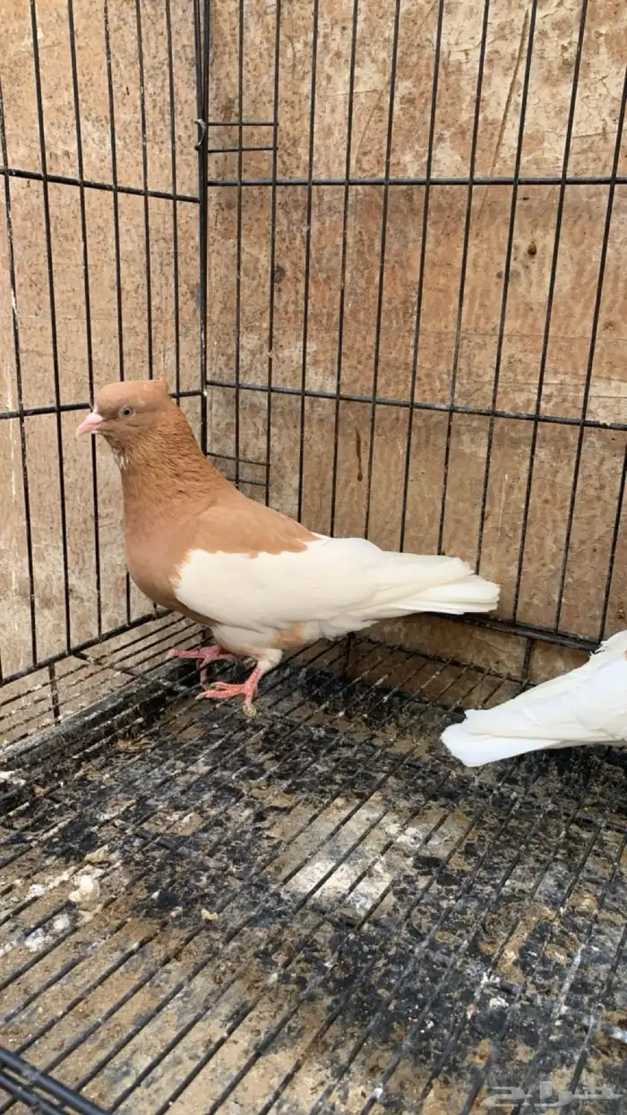 حمام ايراني 2