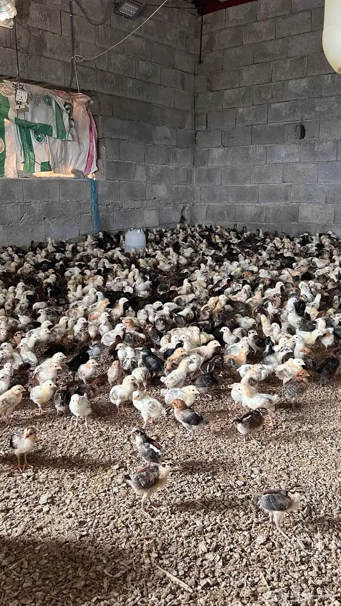 صوص صيصان فروخ بلدي عدد10الف الالوان فواتح 6