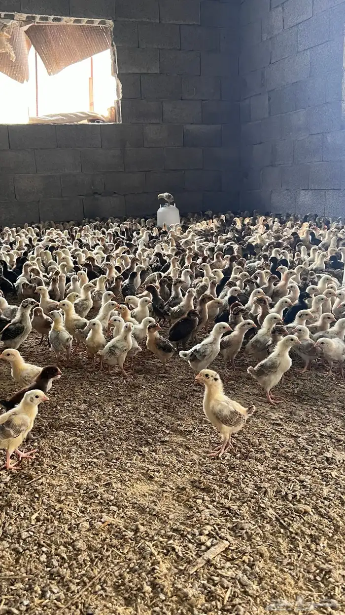 صوص صيصان فروخ بلدي عدد10الف الالوان فواتح 3
