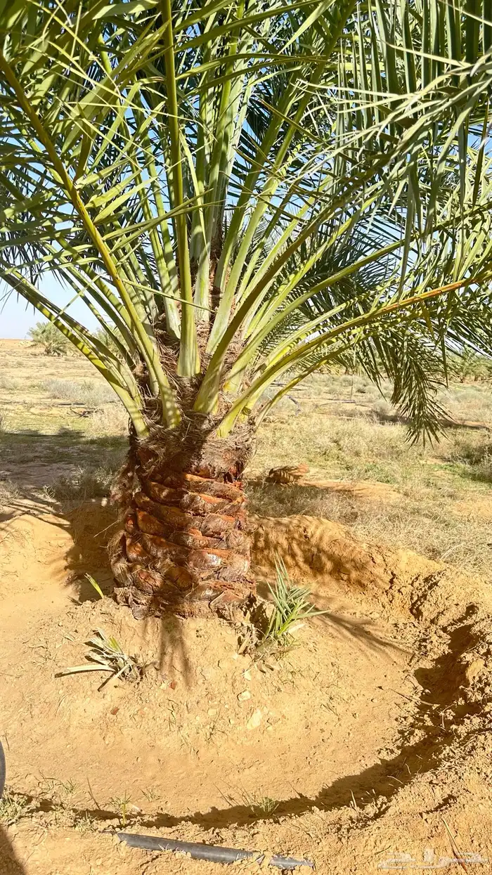 جثايث سكري فاخر للبيع بسعر مناسب 1