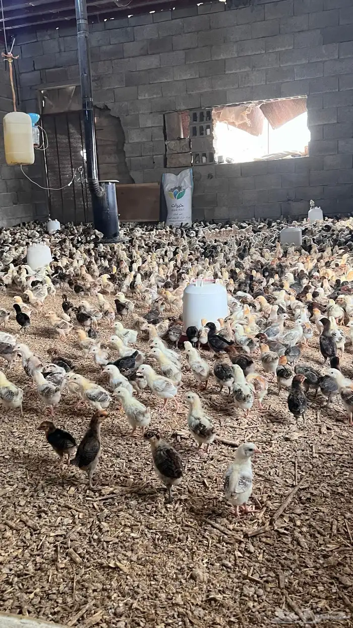 صوص صيصان فروخ بلدي عدد10الف الالوان فواتح 7