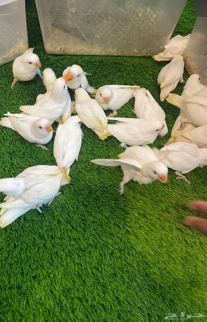 50 جوز روز البينو مشروطة الانتاج سعر خاص لجملة كامل الازواج 50