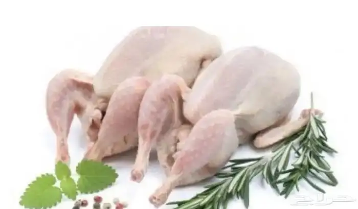 زغاليل النخبة 0