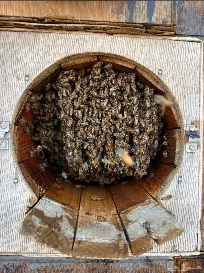 عسل جبلي صافي جديد مضمون من منحلي شخصي ا 17