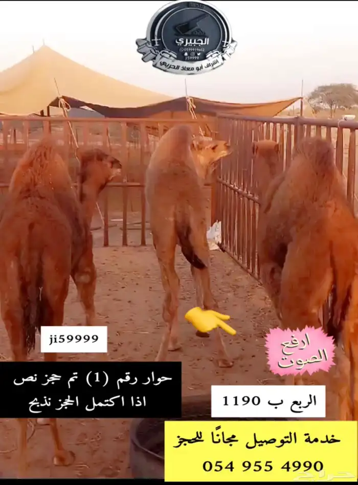 حوار حليب وحريات وسواكنيات 3