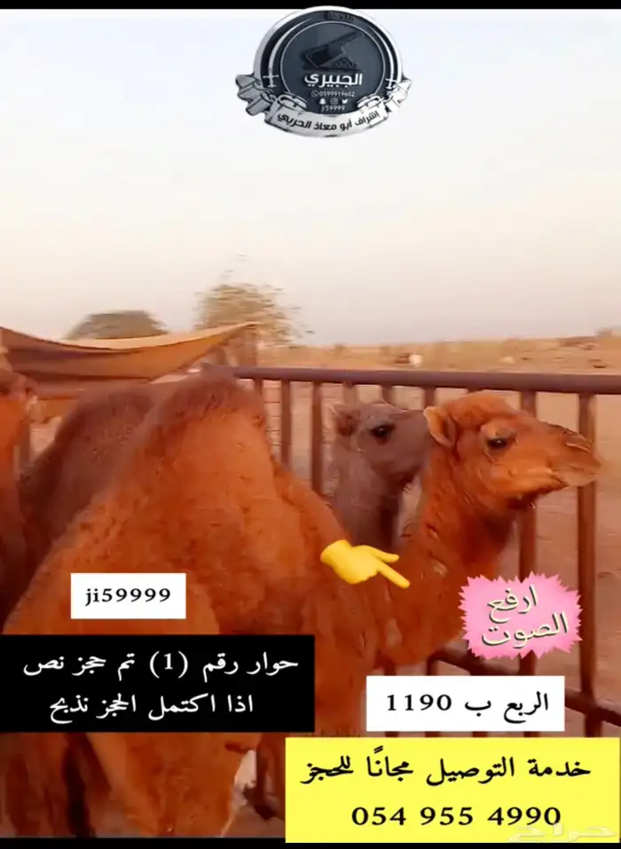 حوار حليب وحريات وسواكنيات 2
