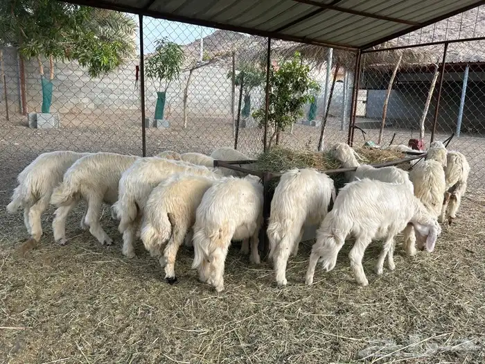 خرفان بلديه صفر نجران وتيوس بلديه دغس 19