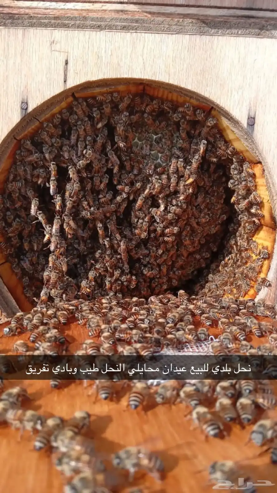 نحل بلدي للبيع جاهز للسمر 2
