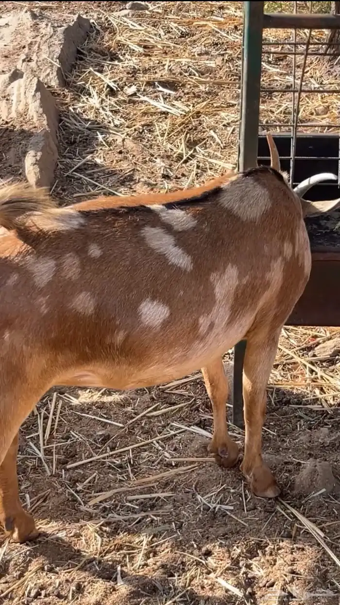 عناق عمانية دافع( تم البيع) 6