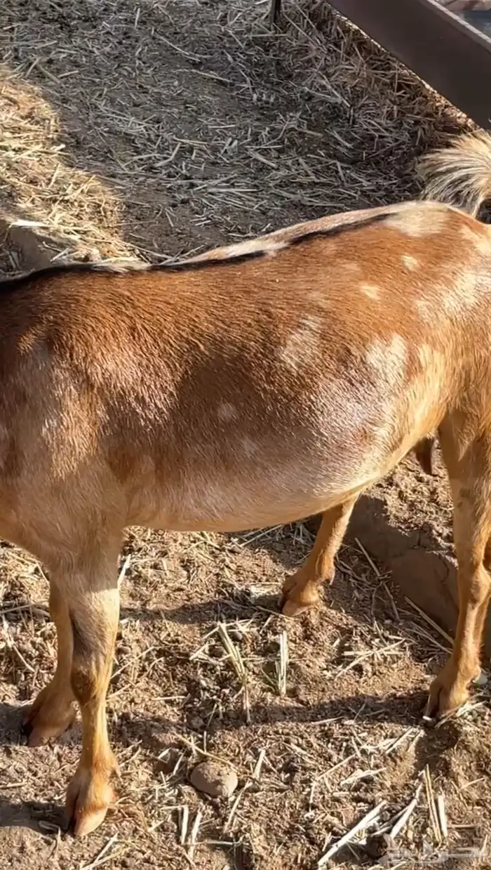 عناق عمانية دافع( تم البيع) 7