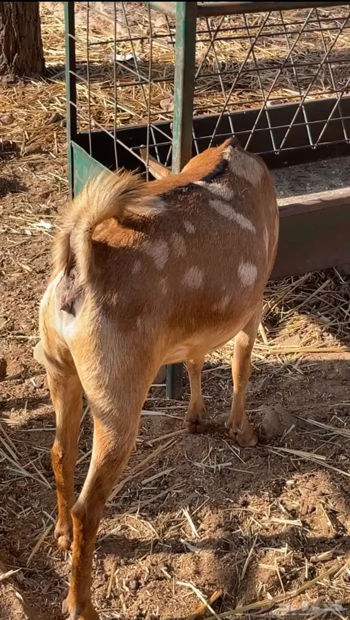 عناق عمانية دافع( تم البيع) 9