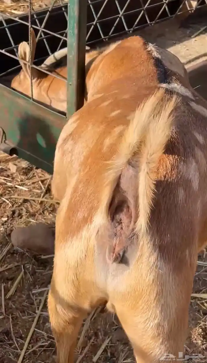 عناق عمانية دافع( تم البيع) 5