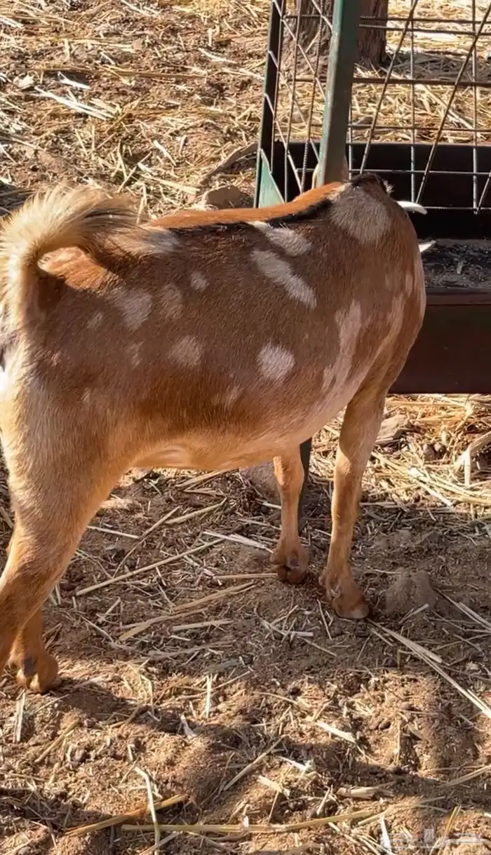 عناق عمانية دافع( تم البيع) 8