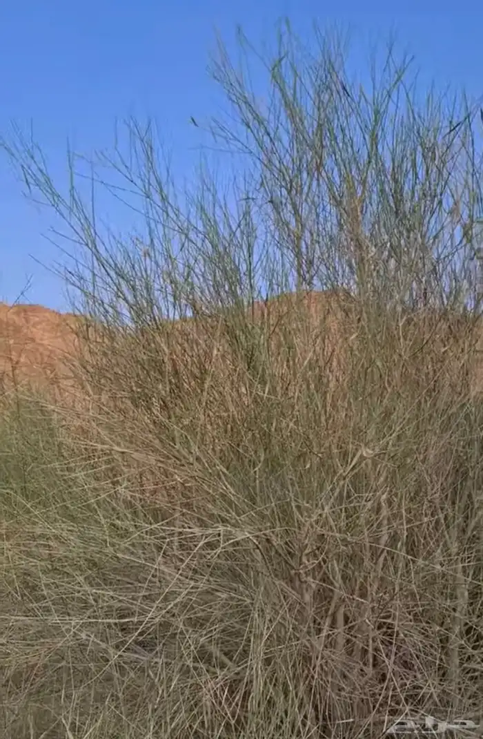 بذور مرخ 0