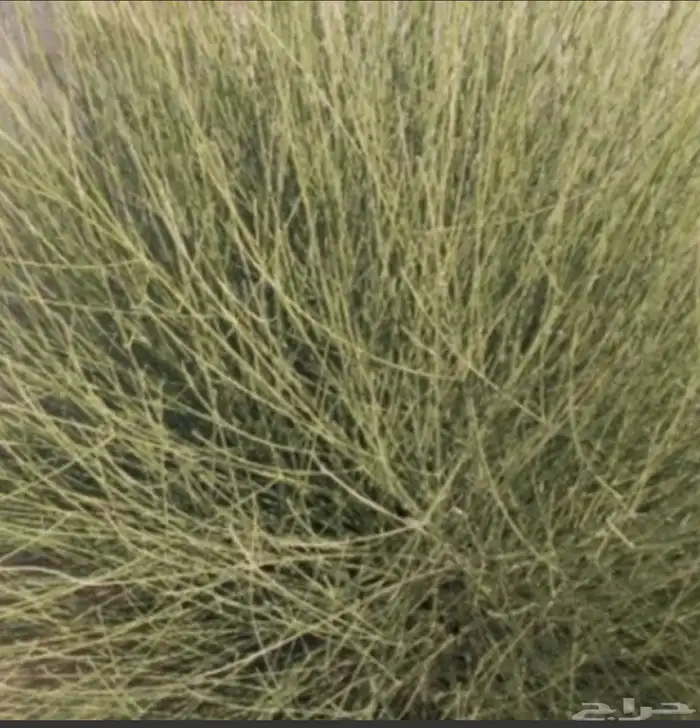 بذور مرخ 1