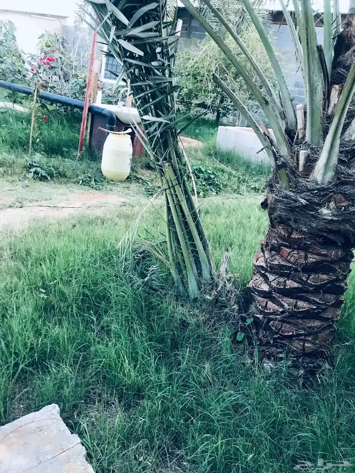 فراخ خلاص احجام طيبة والعدد قليل 1
