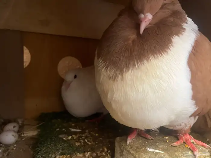 للبيع ذكر استرايزر جامبو او البدل 0