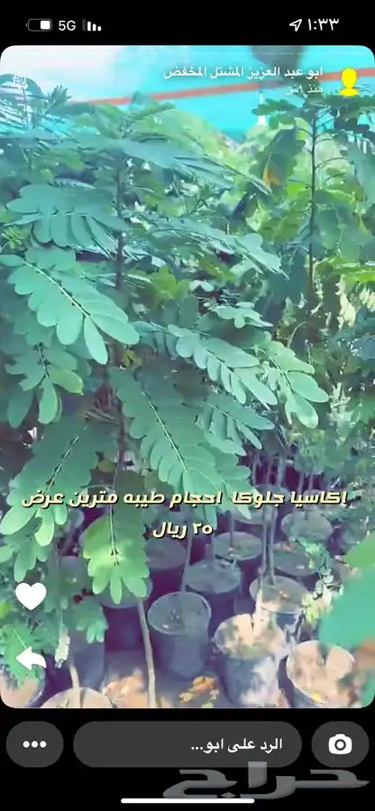 شتلات واشجار. باسعار مخفضه 8