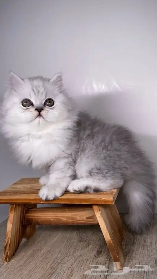 قطط للبيع كيتن قطط الدمام سكوتش فولد انثى ذكر هملايا شيرازي 0