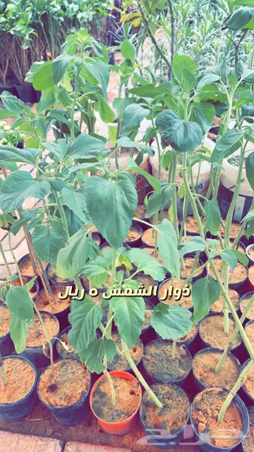شتلات واشجار. باسعار مخفضه 2