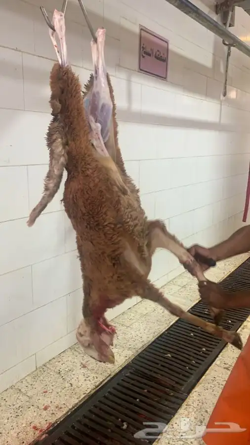 ذبايح سواكني طيبه فاخره تربايه لها حول 5 شهور 7