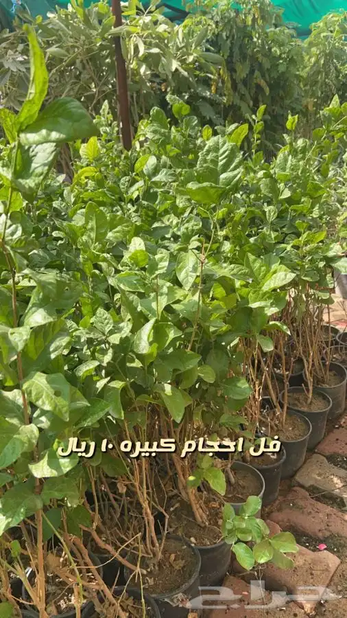 شتلات واشجار. باسعار مخفضه 4
