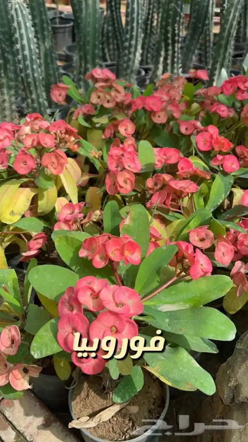 شتلات واشجار. باسعار مخفضه 6