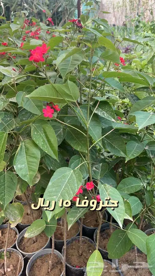 شتلات واشجار. باسعار مخفضه 3