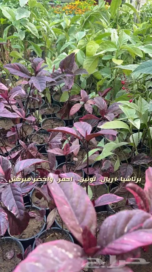 شتلات واشجار. باسعار مخفضه 0