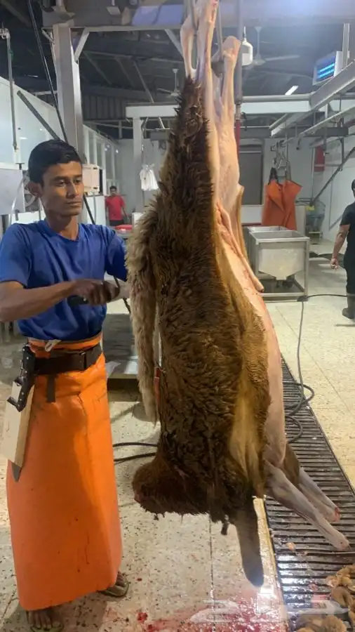 ذبايح سواكني طيبه فاخره تربايه لها حول 5 شهور 6