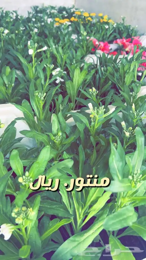شتلات واشجار. باسعار مخفضه 11