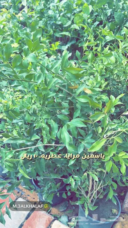 شتلات واشجار. باسعار مخفضه 5