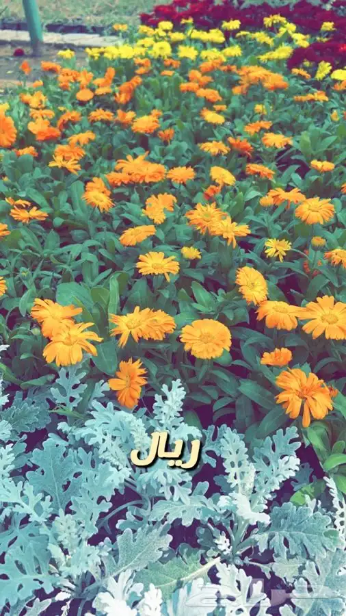 شتلات واشجار. باسعار مخفضه 7